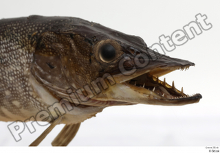 Northern pike head 0002.jpg